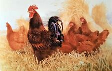 .. RHODE ISLAND RED HENS IN CORN FIELD. PRINT OF A PAINTING BY BENINGFIELD for sale  NELSON