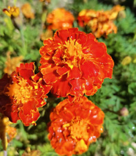 French marigold red for sale  Colorado Springs