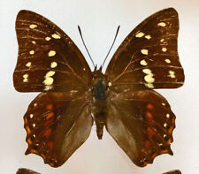 Used, Nymphalidae POLYURA CAPHONTIS CAPHONTIS****male  Nr.3  ****FIJI for sale  Shipping to South Africa