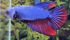 Female blue red for sale  COVENTRY