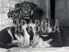 Vintage animali cuccioli usato  Roma