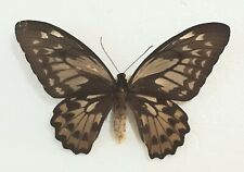 Ornithoptera croesus lydius for sale  SLEAFORD