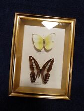 Vintage framed butterfly for sale  WIGSTON