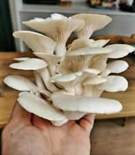 25 plumas de hongo ostra blanca. Growing On Log., usado segunda mano  Embacar hacia Argentina