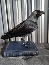 Taxidermy jackdaw book for sale  MARLOW