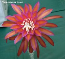 Epiphyllum glow bug d'occasion  Chartres