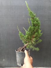 bonsai juniperus usato  Montevarchi