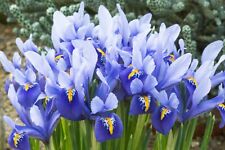 10x iris reticulata for sale  CRAWLEY