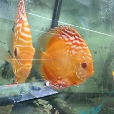 Albion red discus for sale  Brooklyn