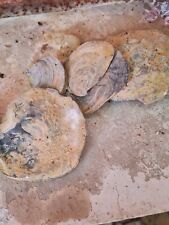 Conchiglie fossili collezione usato  Ribera