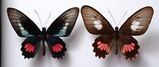 Papilio lysander ssp for sale  PERSHORE
