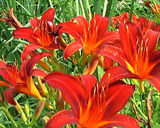 Day lily hemerocallis for sale  Shipping to Ireland