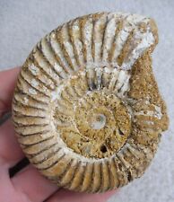 Fossil ammonite 7.6 for sale  BURGESS HILL