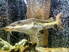 red tail catfish for sale  HAYWARDS HEATH