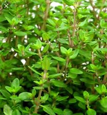 Used, 500 WINTER THYME Herb Seeds-Non GMO-Open Pollinated-Organic.  for sale  Shipping to South Africa