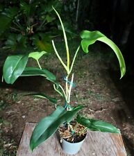 Philodendron jerry horne for sale  Hollywood