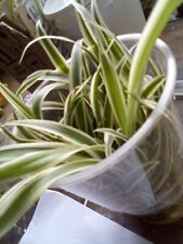 Varigated spider plants for sale  LANCASTER