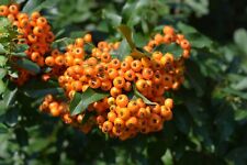 Piracanta arancione pyracantha usato  Valmacca