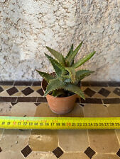 Aloe Aries for sale  Shipping to South Africa