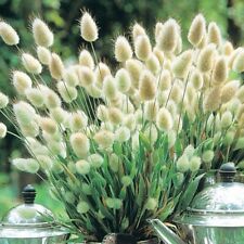 Ornamental grass lagurus for sale  LIVERPOOL