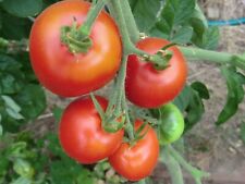 Tomatensamen harzfeuer alte gebraucht kaufen  Bovenden