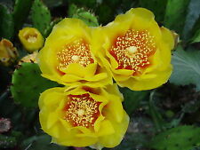 Eastern prickly pear for sale  Buffalo