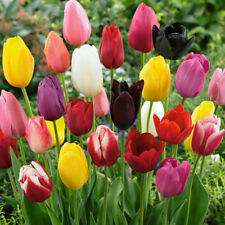 20 sementes coloridas de tulipa flor de jardim de tulipa comprar usado  Enviando para Brazil