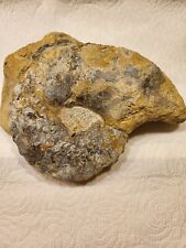 Ammonit ceratites nodosus gebraucht kaufen  Kulmbach