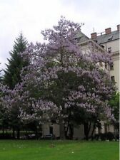 Royal paulownia empress for sale  Akron