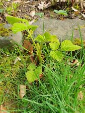 Himbeerpflanzen himbeere bioga gebraucht kaufen  Wissen