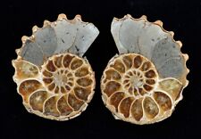 Fossili douvilliceras sp. usato  Sassari