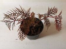 Usato, Begonia bipinnatifida, rare terrario Plant. rareitet usato  Spedire a Italy