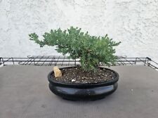 Bonsai tree juniper for sale  Upland