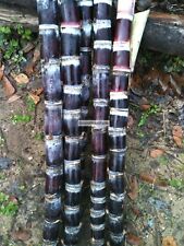 Asian black sugar for sale  Punta Gorda