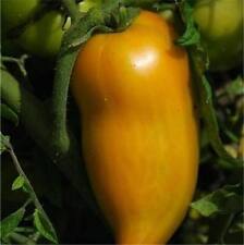 Pomodoro peperone giallo usato  San Cassiano