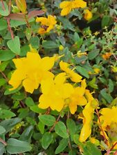 Hypericum hidcote johns for sale  HEREFORD