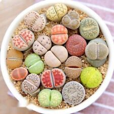Mixed lithops living for sale  BEXHILL-ON-SEA