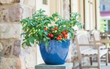 Tomato dwarf veranda for sale  SALISBURY