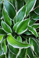 HOSTA FRANCEE SHADE PLANT GREEN & WHITE PERENNIAL PLANT DIVISION , used for sale  Shipping to South Africa