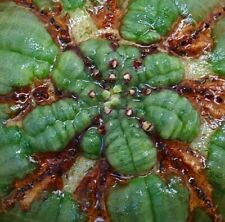 Euphorbia obesa psk73 usato  Napoli