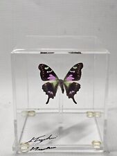 beautiful framed butterflies for sale  Oregon