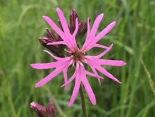 Ragged robin marginal for sale  LOUTH
