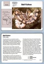 ball pythons for sale  SLEAFORD