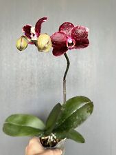 Orchid phalaenopsis phal for sale  Columbia