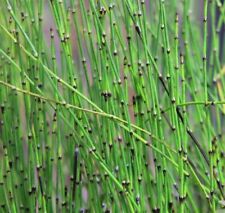 Dwarf horsetail small for sale  BUCKFASTLEIGH