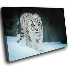 A594 white tiger for sale  STRABANE