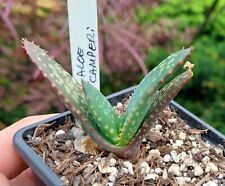 Aloe camperi rare for sale  DARLINGTON