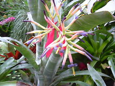 bromeliad for sale  Shipping to Ireland
