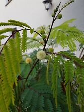 Samen weisskopf mimose gebraucht kaufen  Bad Dürrenberg