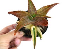 Aloe saponaria brown usato  Napoli